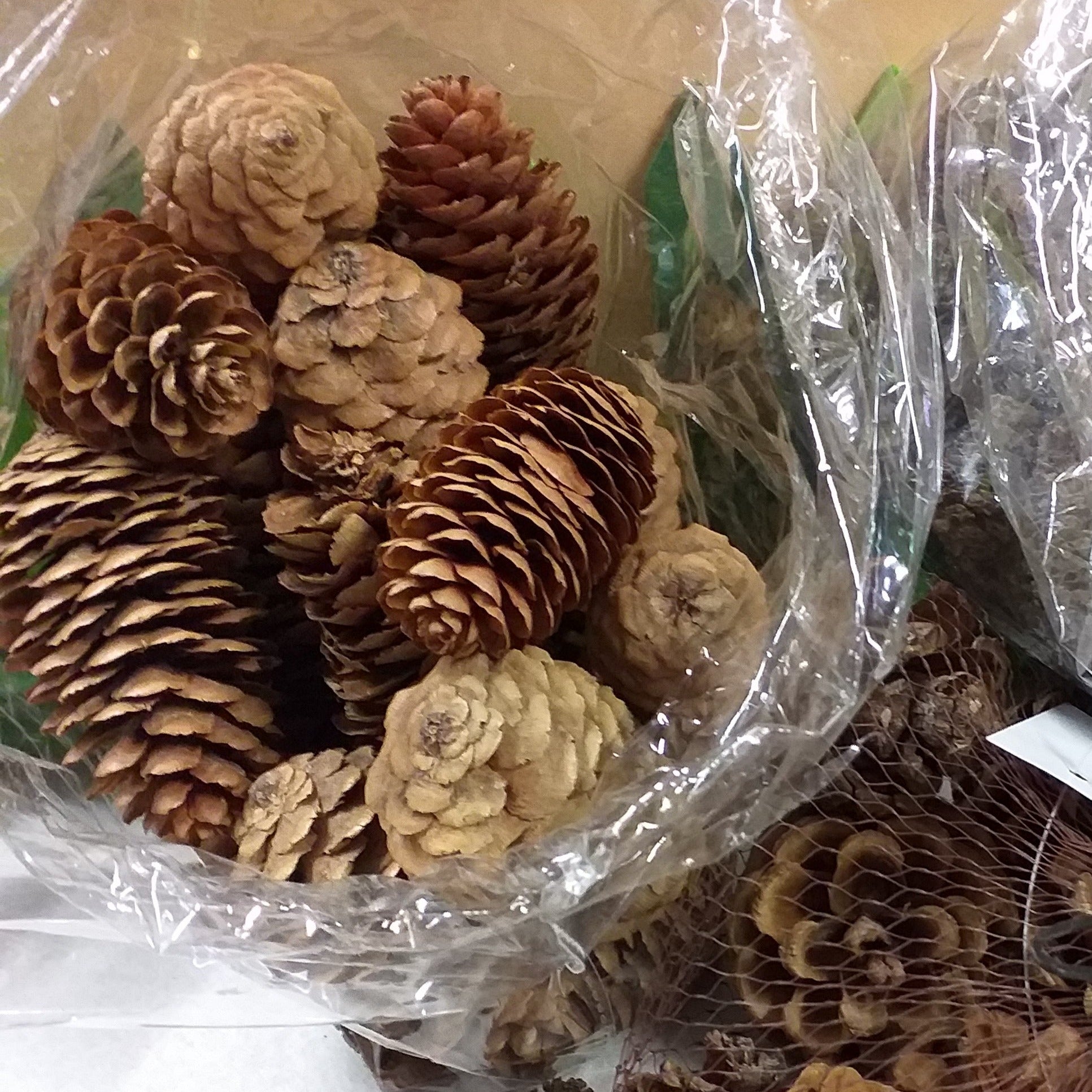 shop vetrinistica assortimento pignette pino abete naturali piccole grandi decorazioni fai da te natalizie misto bacche chiare scure uso addobbi albero natale centrotavola