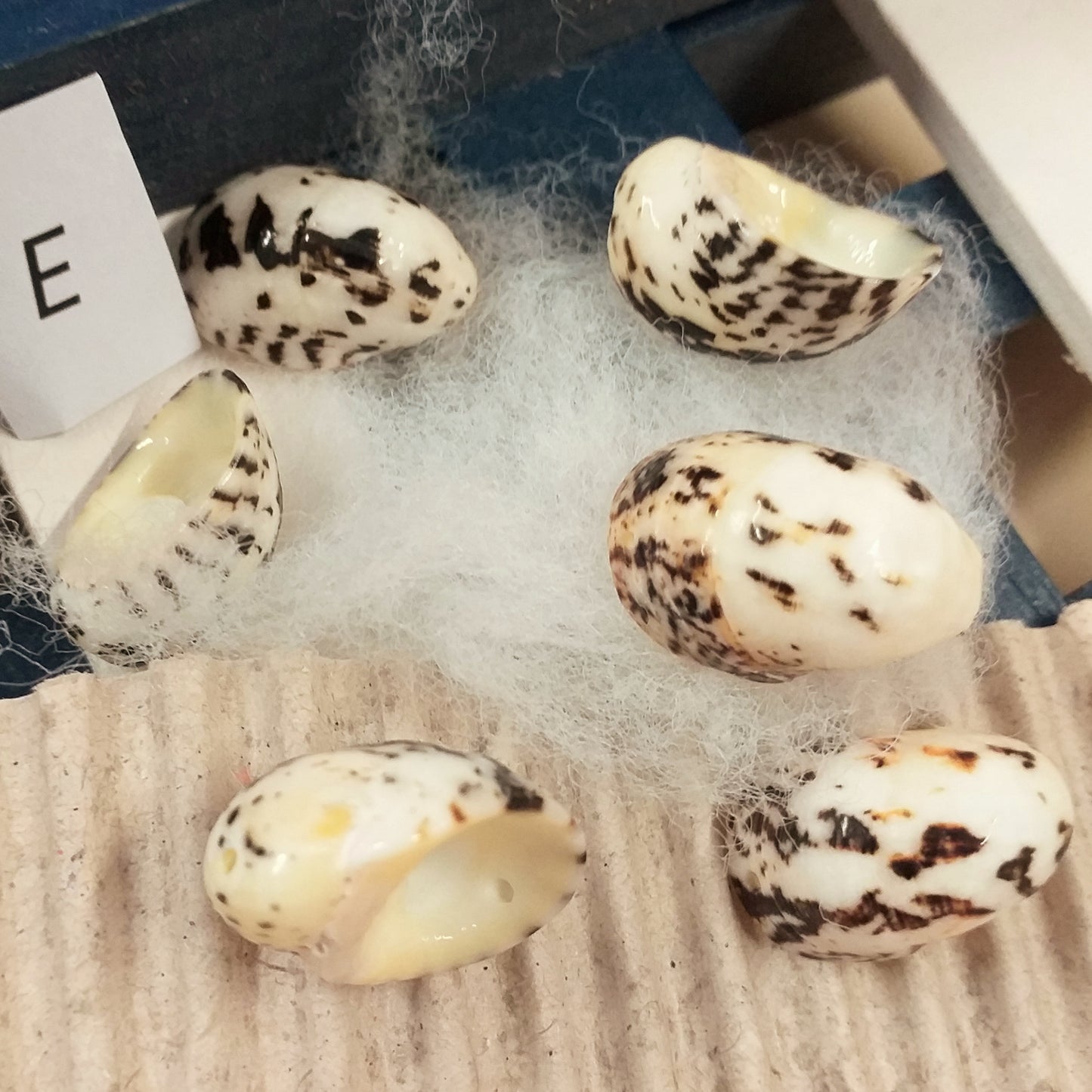 lotto E ciondoli conchiglie perline forate per collane bigiotteria orecchini bracciali bomboniere tema mare perle fai da te gioielli Bijoux